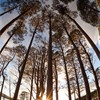 Scot's pine (Pinus sylvestris) woodland, Abernethy Forest, Scotland